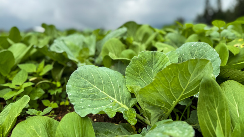 Field of wild cabbage