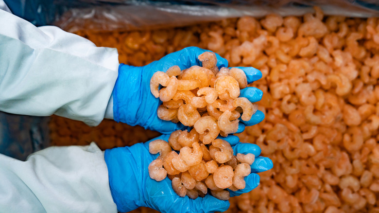 Hands holding frozen shrimp