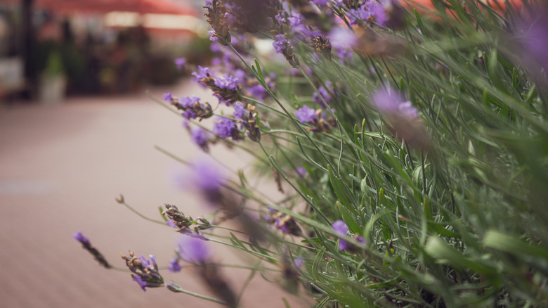 Close up of lavender plants with light purple flowers and sage green stems.