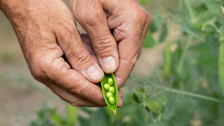a hand holding a pea pod