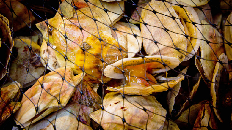 Fresh caught scallops in a fisherman's net