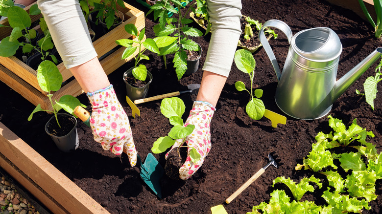 Planting saplings in a small vegetable garden in raised planters with small tools and a watering can