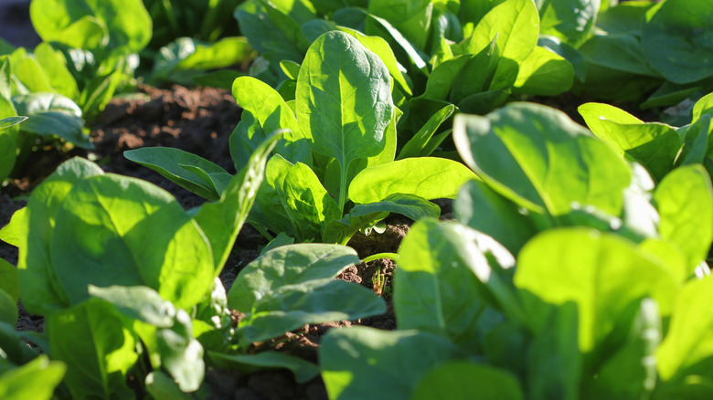 Spinach plants in a garden
