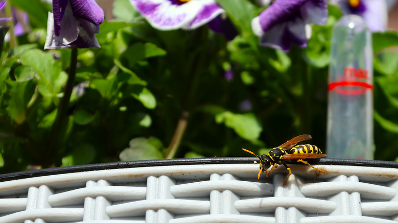 Wasp on a garden surface