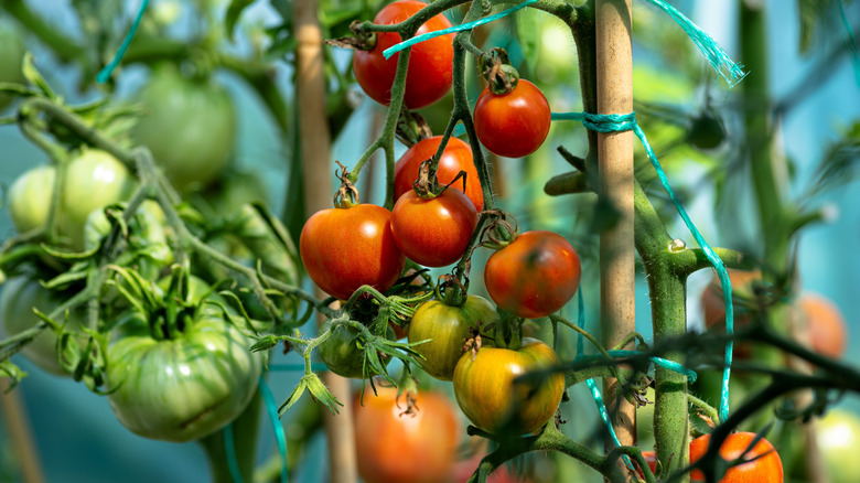 Tomato plants